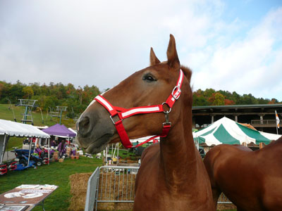 More Barnyard Animals at the MOTHER EARTH NEWS FAIR Image